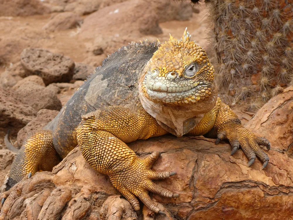 A photo Taken by Jacob Padilla. Location: Galapagos Islands